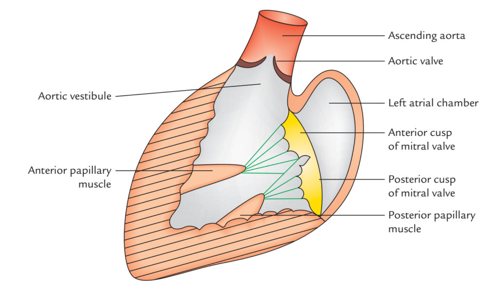 left-atrium-earth-s-lab