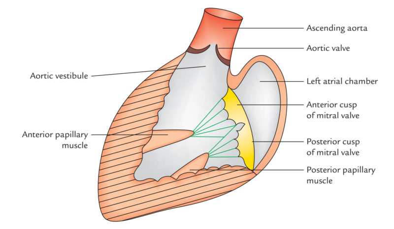 Left Atrium – Earth's Lab