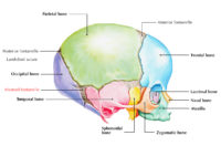 Mastoid Fontanelle – Earth's Lab