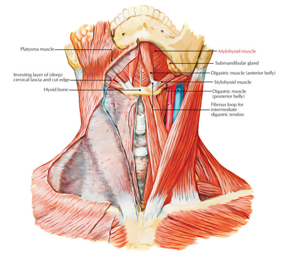 Mylohyoid Muscle (Mylohyoideus Muscle) – Earth's Lab