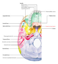 Posterior Nasal Spine – Earth's Lab