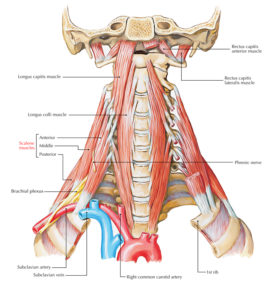 Anterior Scalene Muscle (Scalenus Anterior) – Earth's Lab