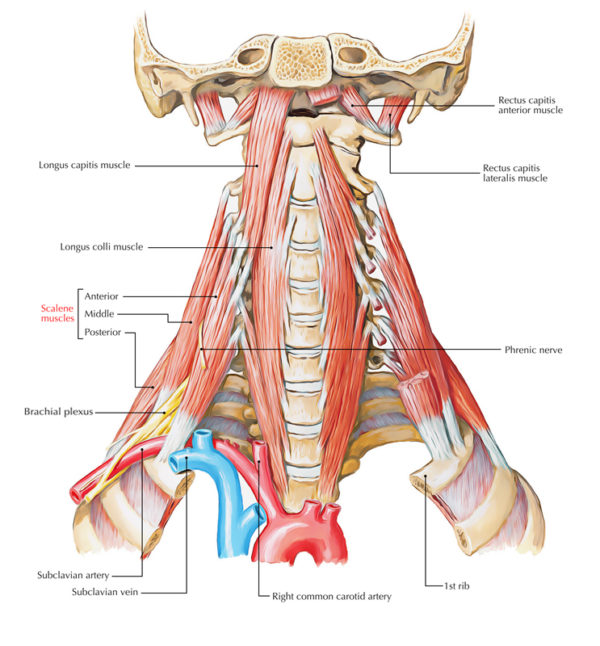 Root Of The Word Scalene