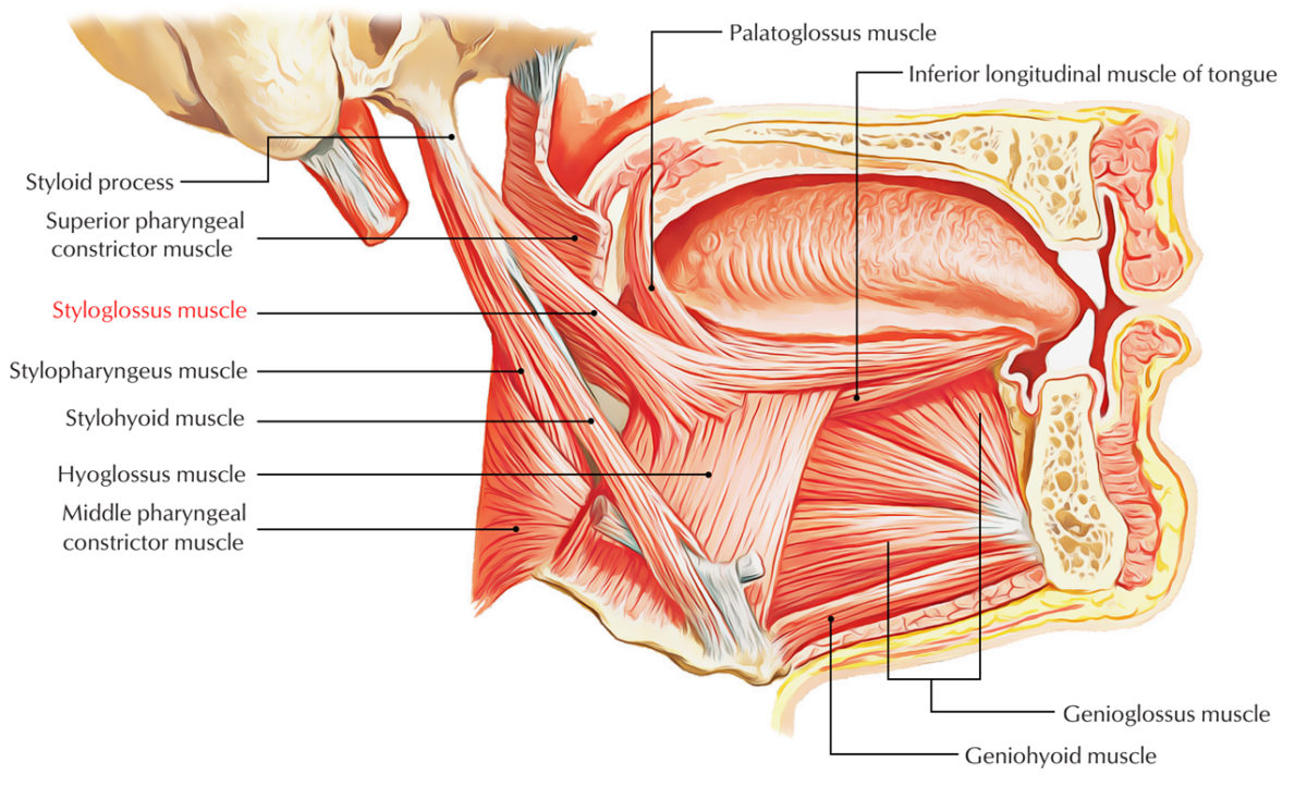 Styloglossus Muscle – Earth's Lab