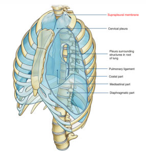 Suprapleural Membrane (Sibson’s fascia) – Earth's Lab