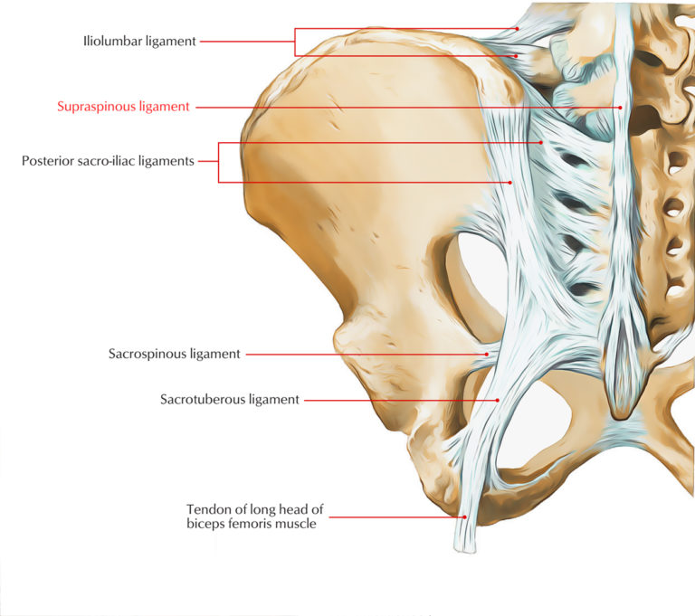 Supraspinous Ligament – Earth's Lab