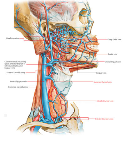 Veins of Thyroid – Earth's Lab