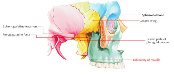 Maxillary Tuberosity (Tuberosity of Maxilla) – Earth's Lab