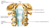 Zygapophyseal Joints (Facet Joints) – Earth's Lab