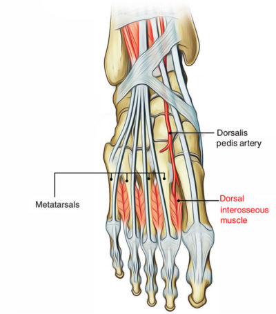 The Fourth Metatarsal – Earth's Lab