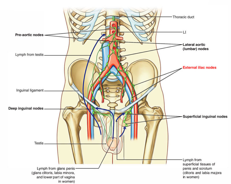 Lymph Nodes Of Pelvis Earths Lab 3119