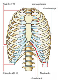 False Ribs – Earth's Lab