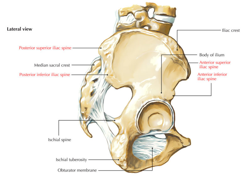 Iliac Spine – Earth's Lab