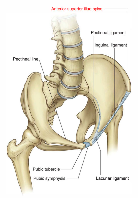 spina iliaca anterior superior abriss