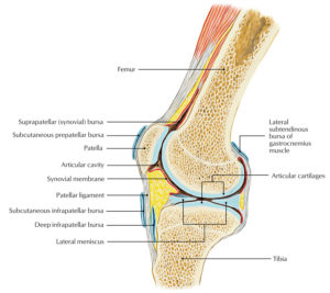 Knee Bursa – Earth's Lab