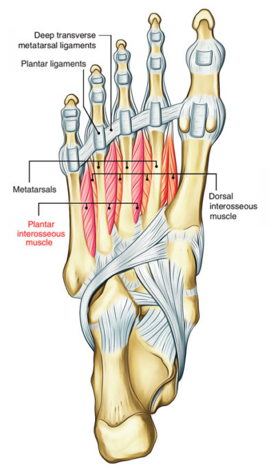 The Fourth Metatarsal – Earth's Lab