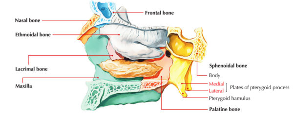 Pterygoid Process – Earth's Lab