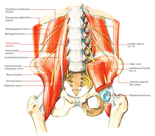 Psoas Minor Earth S Lab