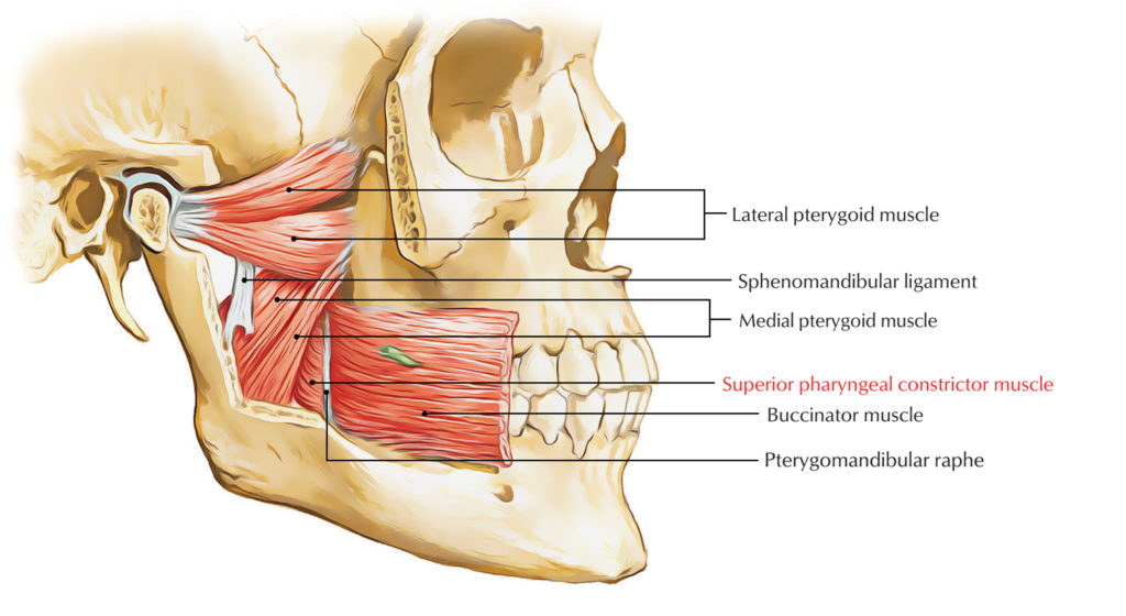 circular pharyngeal constrictor muscles