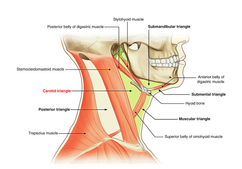 Carotid Triangle Earths Lab 5709