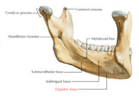 Digastric Fossa – Earth's Lab