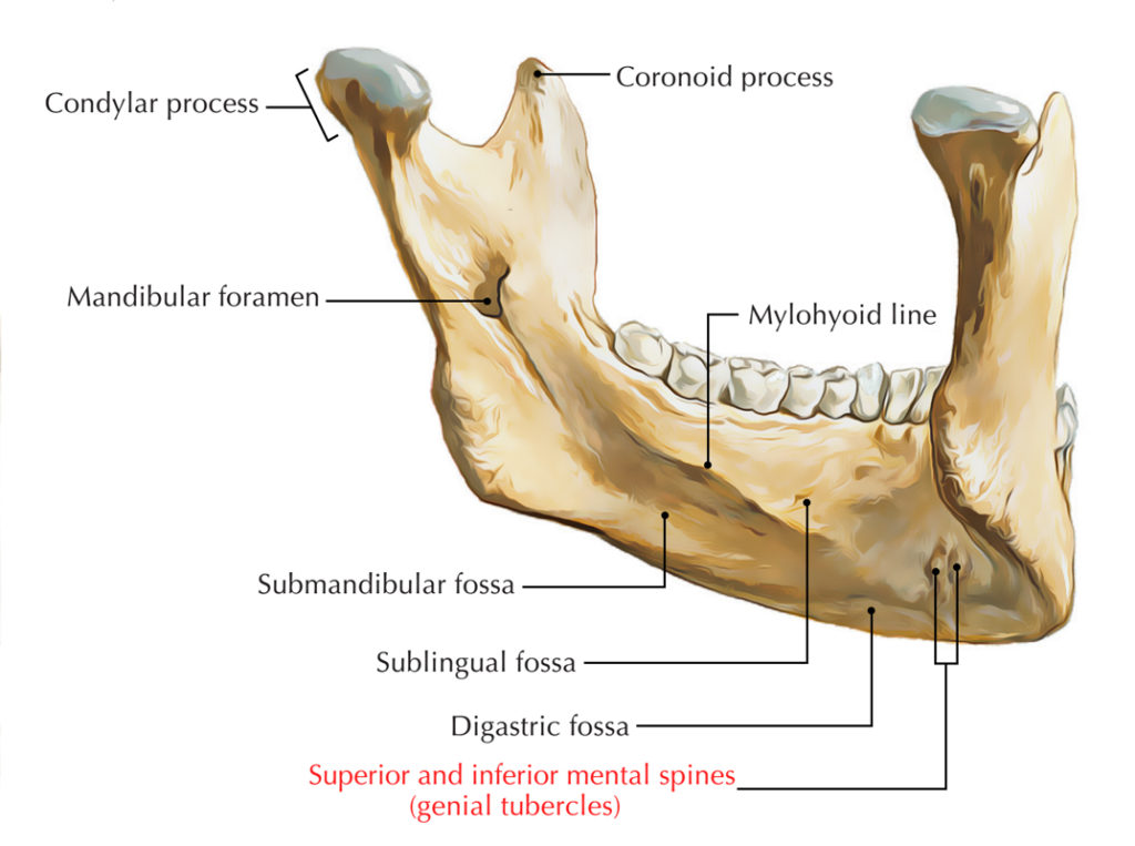 genial-tubercle-mental-spine-earth-s-lab