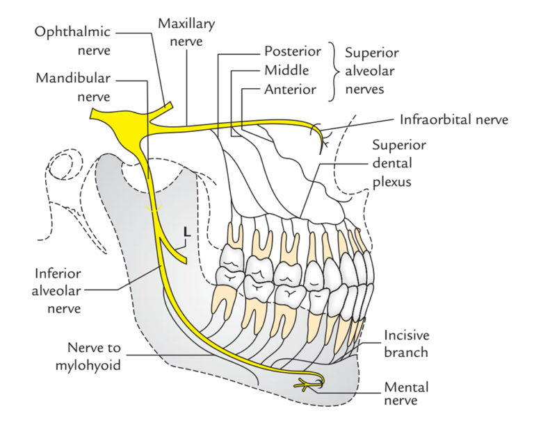 Inferior Alveolar Nerve – Earth's Lab