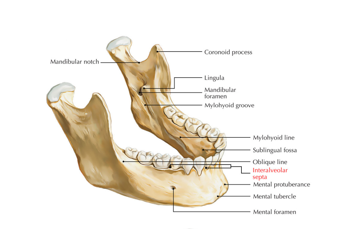 Interalveolar/Interradicular Septum – Earth's Lab