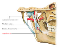 Lingual Nerve – Earth's Lab