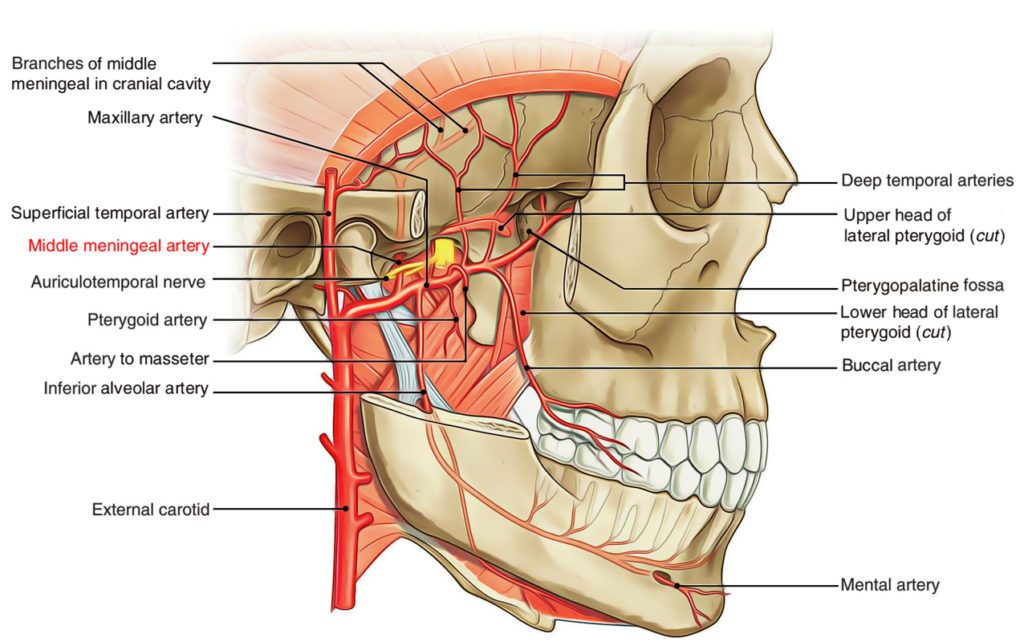 middle-meningeal-artery-earth-s-lab