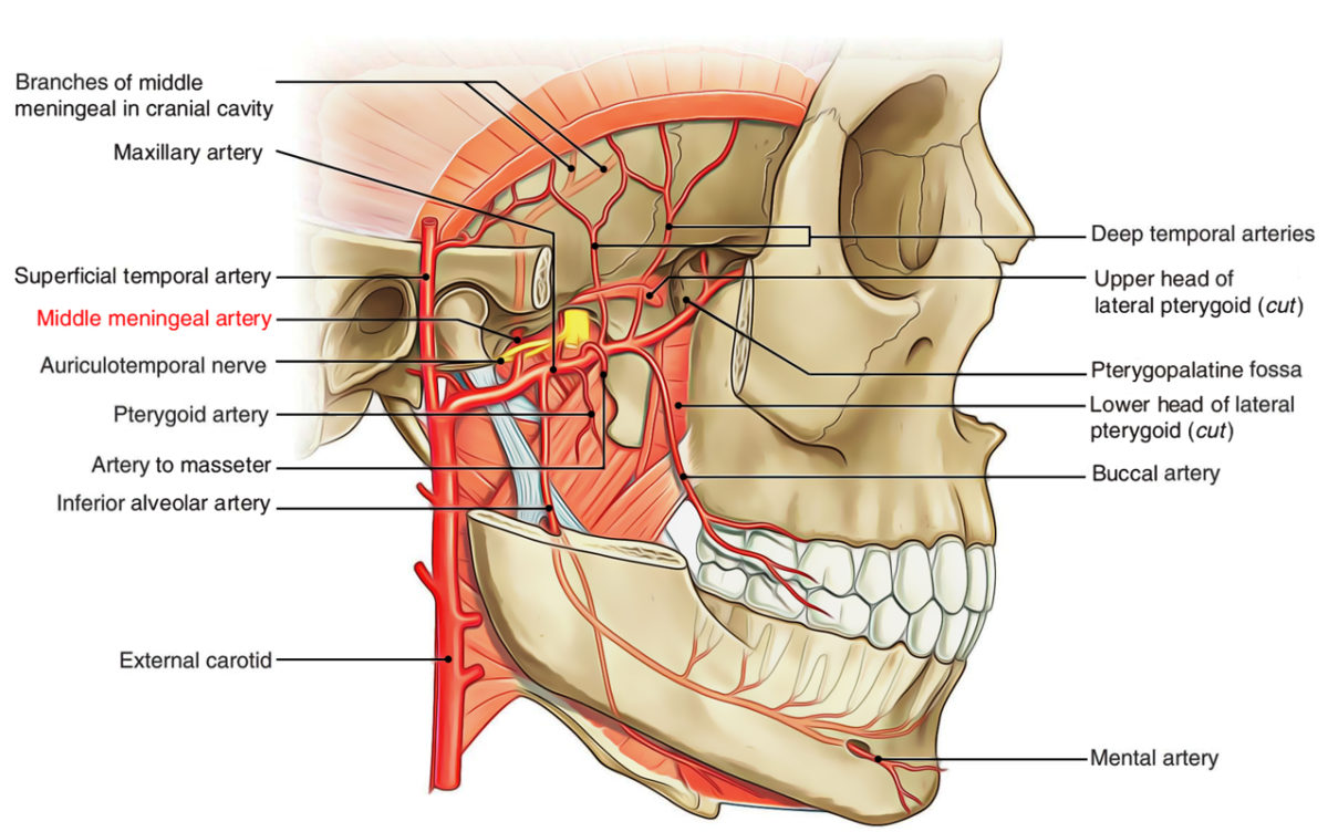 Middle Meningeal Artery Earth S Lab