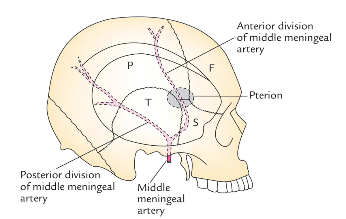 Middle Meningeal Artery – Earth's Lab