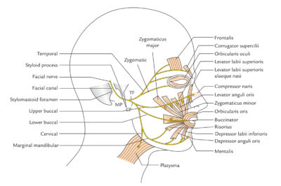 Risorius Muscle – Earth's Lab