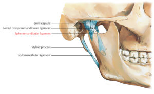 Sphenomandibular Ligament – Earth's Lab