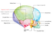 suture squamous mastoid fontanelle temporal bones cranial parietal occipital sutures earthslab stationary