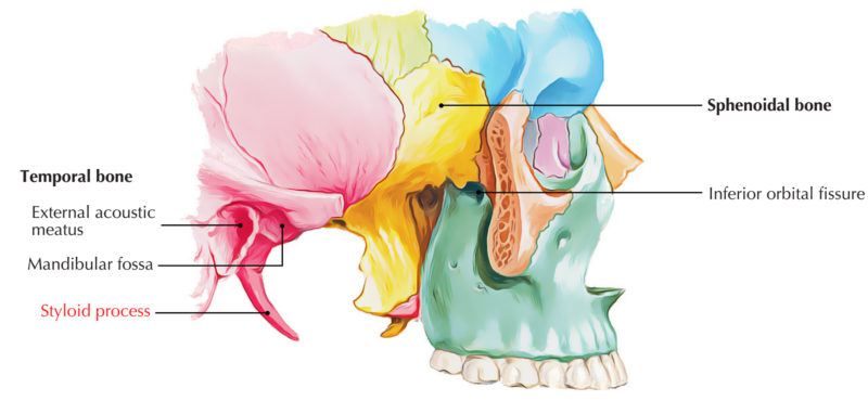 Styloid Process Of Temporal Bone Earths Lab