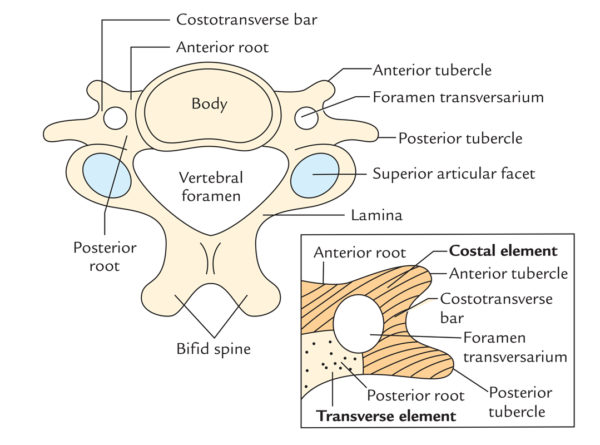 transverse-process-earth-s-lab