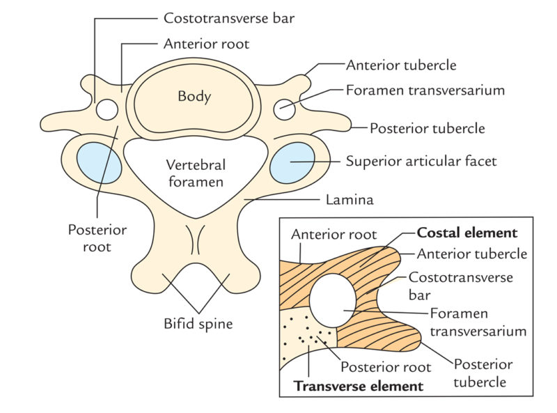 spinal transverse process