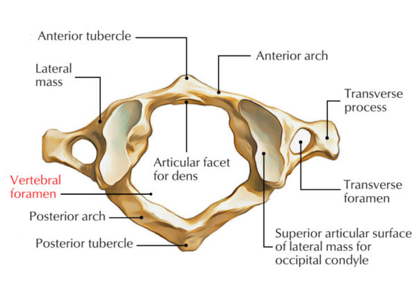 Vertebral Foramen Earths Lab 2731