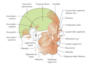 Levator Labii Superioris Alaeque Nasi Muscle – Earth's Lab