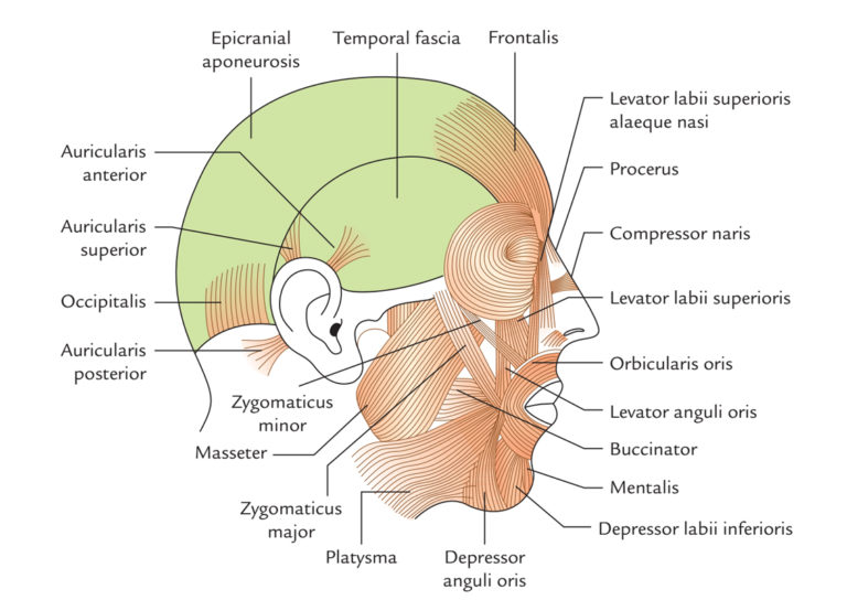 Levator Labii Superioris Alaeque Nasi Muscle Earth S Lab