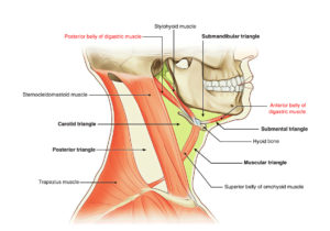 Digastric Muscle – Earth's Lab