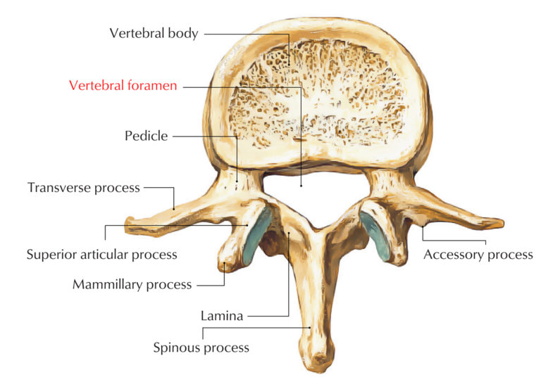 Vertebral Foramen – Earth's Lab