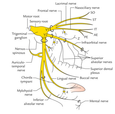 Mylohyoid Nerve – Earth's Lab