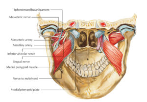 Inferior Alveolar Nerve – Earth's Lab