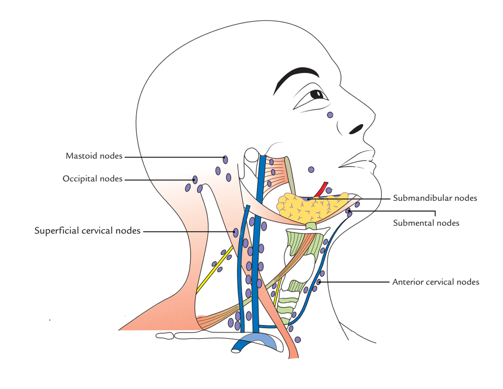 lymph nodes in back of neck diagram