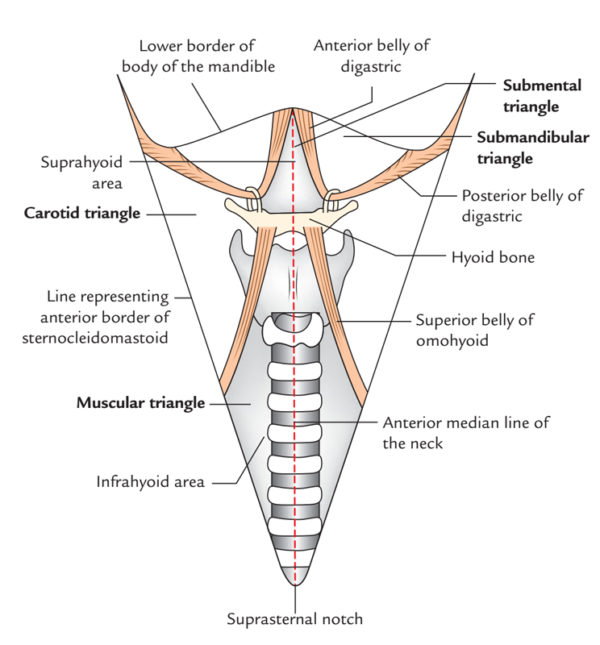 anterior belly of digastric imuscle nnervation