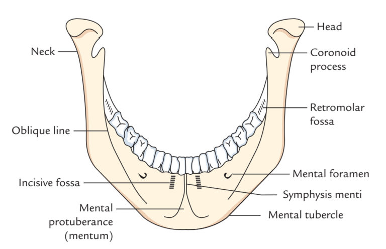 Mandibular Symphysis/Symphysis Menti – Earth's Lab