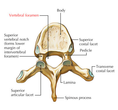 Vertebral Foramen – Earth's Lab