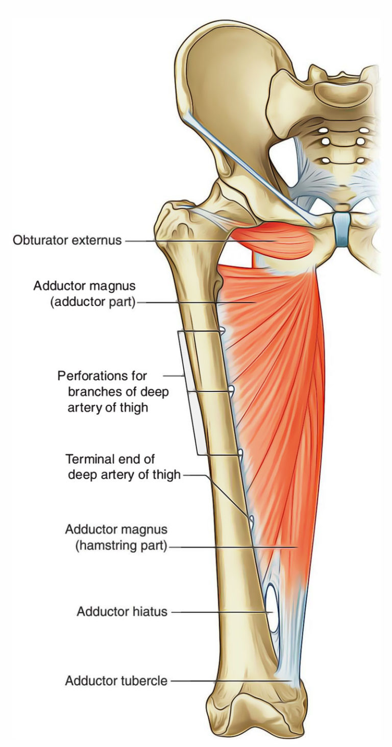 Adductor Magnus – Earth's Lab